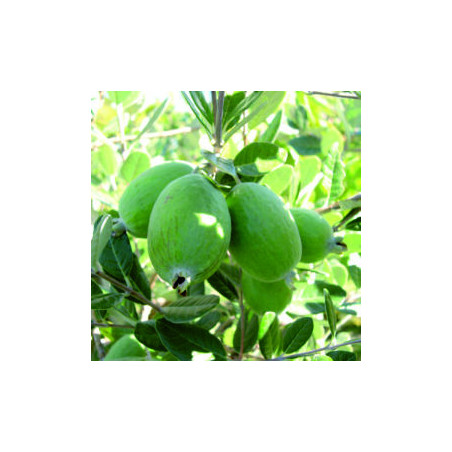 Feijoa Unique Auto-Fértil  ( Feijoa Sellowiana) Planta Enxertada