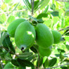 Feijoa Unique Auto-Fértil  ( Feijoa Sellowiana) Planta Enxertada
