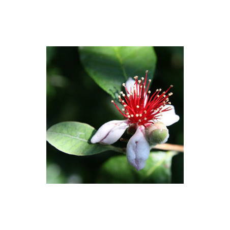 Feijoa Coolidge ( Feijoa Sellowiana)