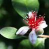 Feijoa Coolidge ( Feijoa Sellowiana)