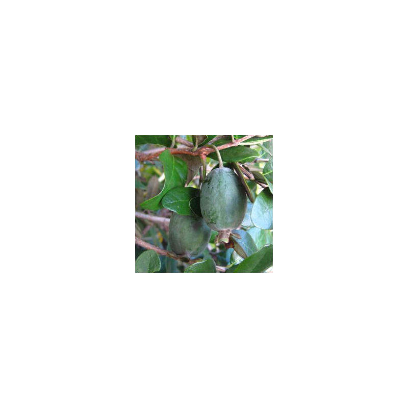Feijoa Gemini ( Feijoa Sellowiana)