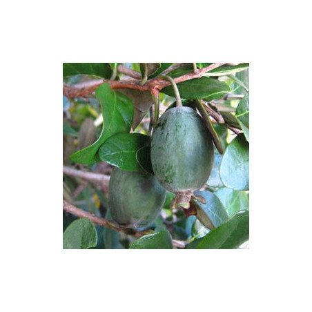 Feijoa Gemini ( Feijoa Sellowiana)