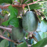 Feijoa Gemini ( Feijoa Sellowiana)