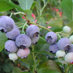 Mirtilo Goldtraube 71 ( Vaccinium Corymbosum)