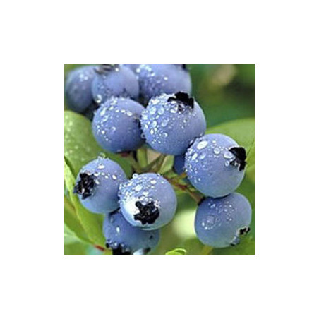 Mirtilo Legacy ( Vaccinium Corymbosum)
