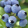 Mirtilo Legacy ( Vaccinium Corymbosum)