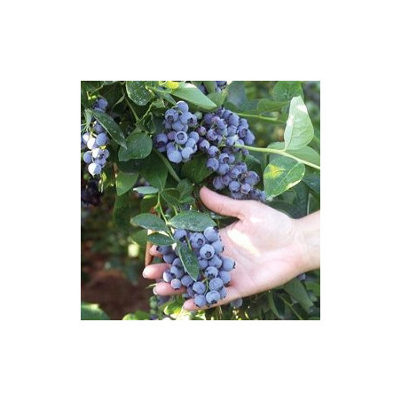 Mirtilo Liberty ( Vaccinium Corymbosum)