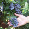 Mirtilo Liberty ( Vaccinium Corymbosum)