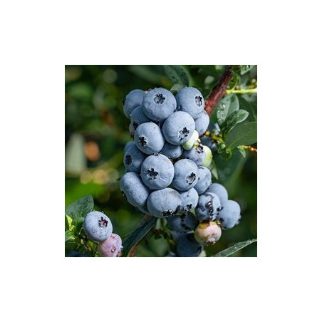 Mirtilo Nelson ( Vaccinium Corymbosum)