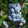 Mirtilo Nelson ( Vaccinium Corymbosum)