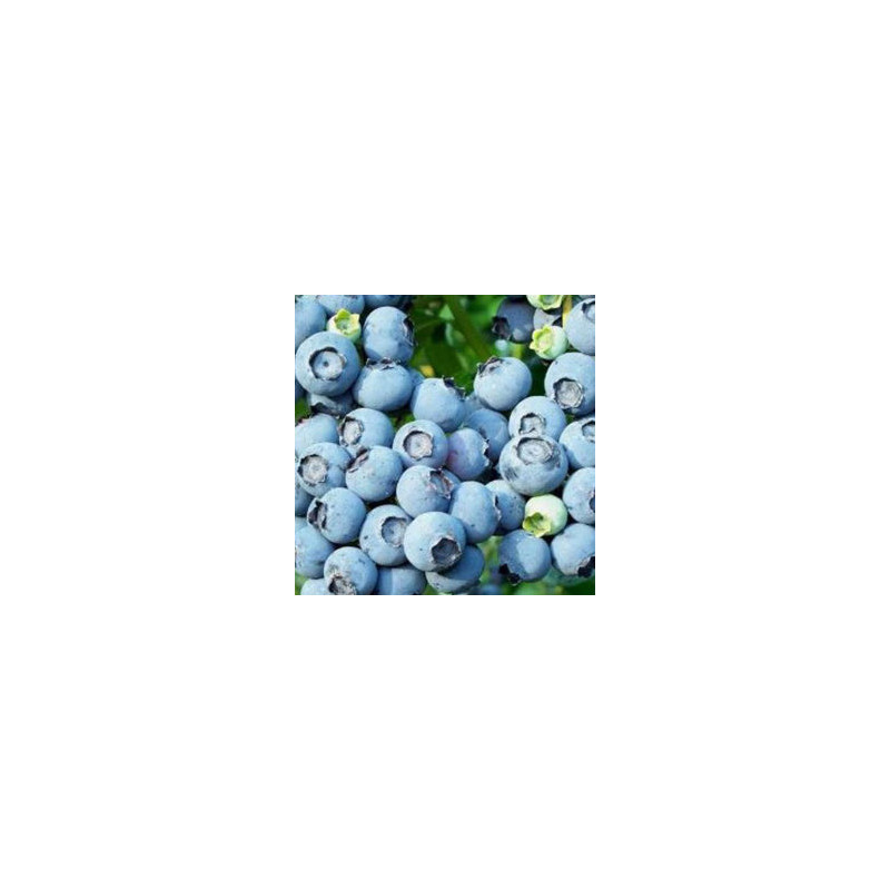 Mirtilo Ozarkblue ( Vaccinium Corymbosum)