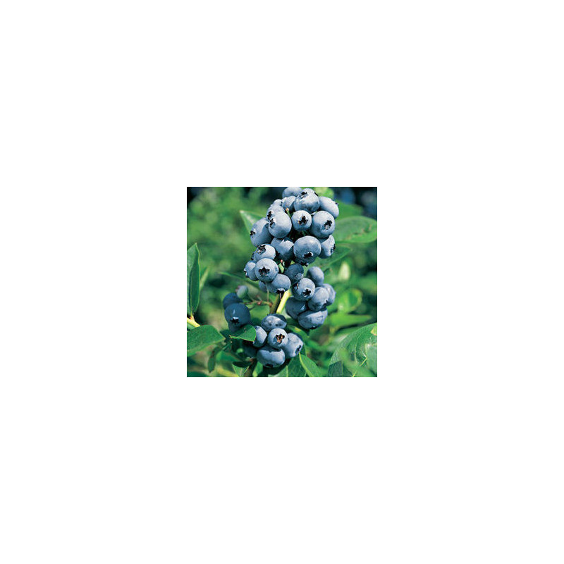 Mirtilo Elliot ( Vaccinium Corymbosum)