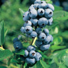 Mirtilo Elliot ( Vaccinium Corymbosum)