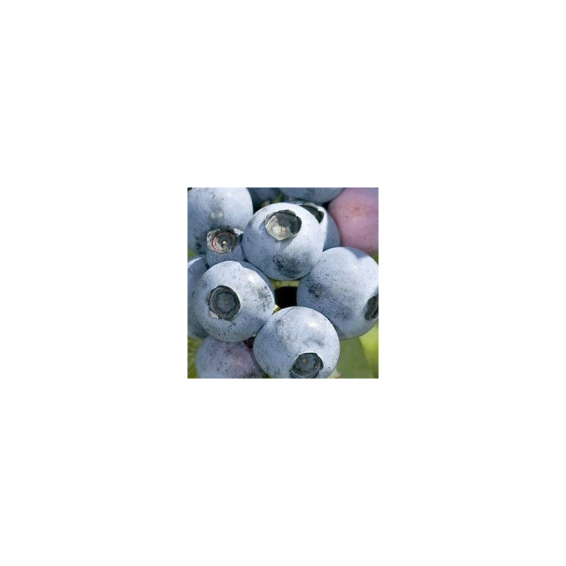 Mirtilo NorthBlue ( Vaccinium Corymbosum)