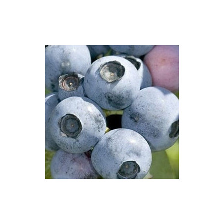 Mirtilo NorthBlue ( Vaccinium Corymbosum)