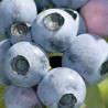 Mirtilo NorthBlue ( Vaccinium Corymbosum)