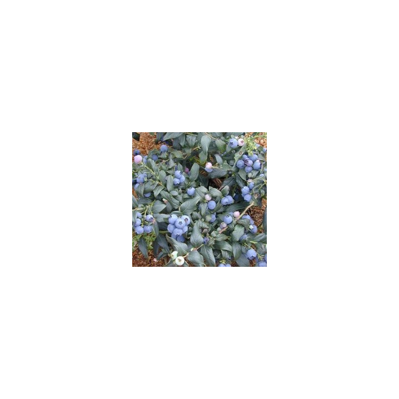 Mirtilo Hortblue - Petite ( Vaccinium Corymbosum)