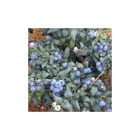 Mirtilo Hortblue - Petite ( Vaccinium Corymbosum)