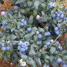 Mirtilo Hortblue - Petite ( Vaccinium Corymbosum)