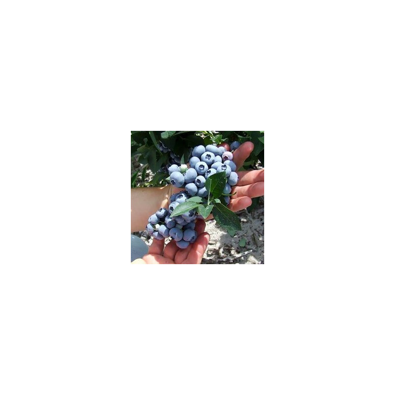 Mirtilo Sweet Heart ( Vaccinium Corymbosum)