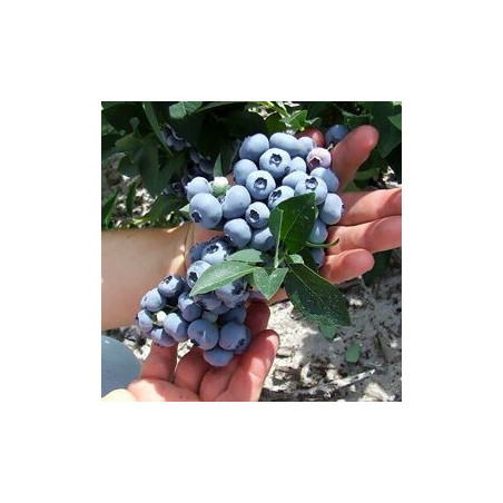 Mirtilo Sweet Heart ( Vaccinium Corymbosum)