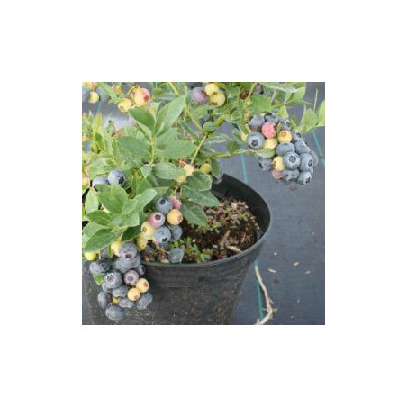 Mirtilo Sunshine-Blue  ( Vaccinium Corymbosum)