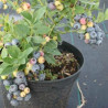 Mirtilo Sunshine-Blue  ( Vaccinium Corymbosum)