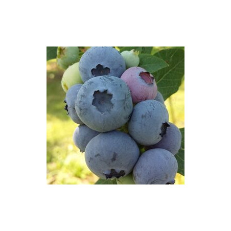 Mirtilo AlixBlue  ( Vaccinium Corymbosum)