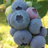 Mirtilo AlixBlue  ( Vaccinium Corymbosum)