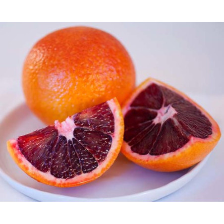 Laranja Sanguinelli Blood Orange ( Citrus × sinensis 'Blood orange')