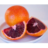 Laranja Sanguinelli Blood Orange ( Citrus × sinensis 'Blood orange')