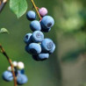 Mirtilo Biloxi ( Vaccinium Corymbosum)