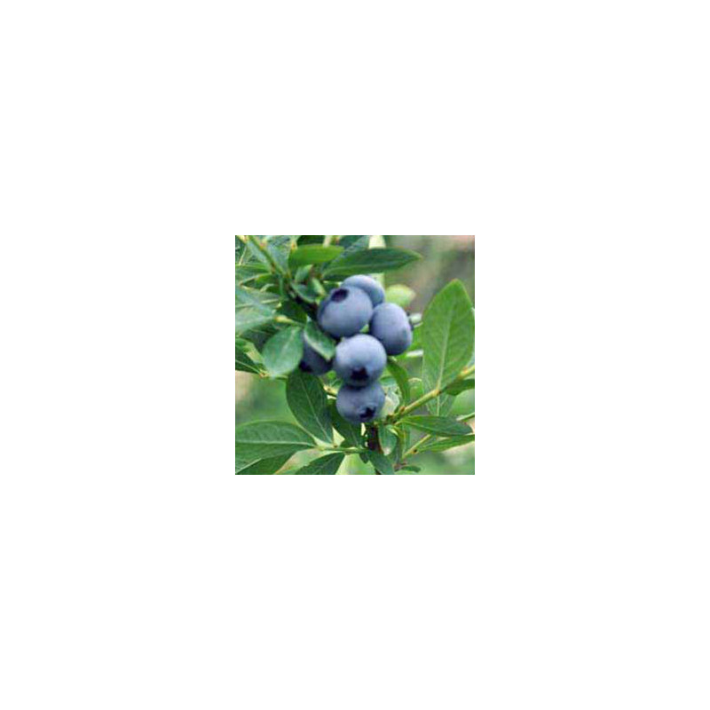 Mirtilo O´neal ( Vaccinium Corymbosum)
