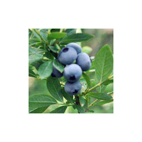 Mirtilo O´neal ( Vaccinium Corymbosum)