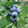 Mirtilo O´neal ( Vaccinium Corymbosum)