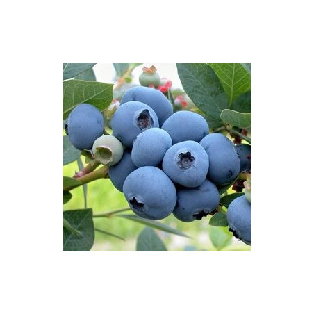 Mirtilo New Hannover ( Vaccinium Corymbosum)