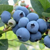 Mirtilo New Hannover ( Vaccinium Corymbosum)