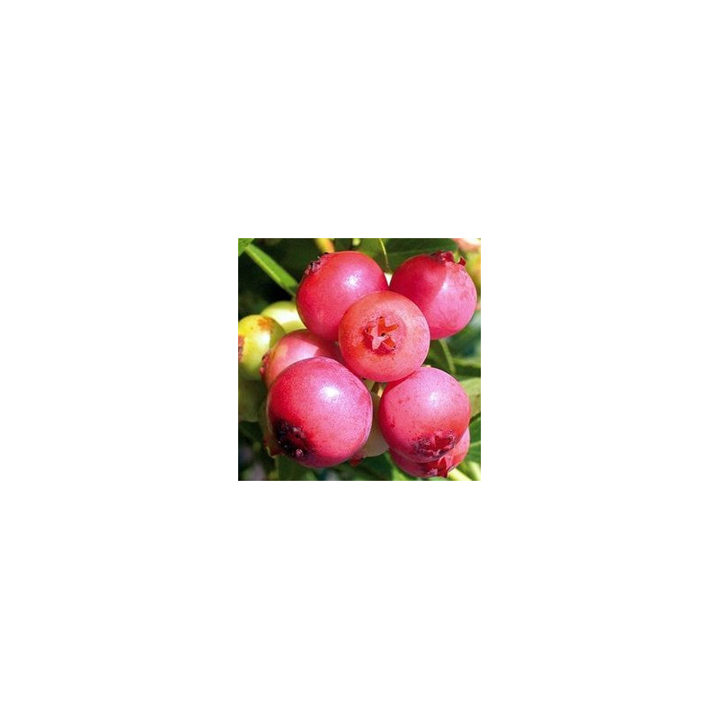Mirtilo Pink Lemonade ( Vaccinium Ashei)