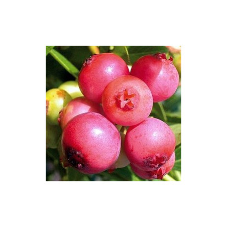 Mirtilo Pink Lemonade ( Vaccinium Ashei)