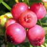 Mirtilo Pink Lemonade ( Vaccinium Ashei)