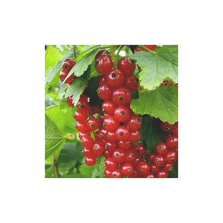 Groselha Detvan ( Ribes Rubrum)