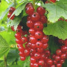 Groselha Detvan ( Ribes Rubrum)