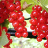 Groselha Jonkheer Van Tets ( Ribes Rubrum)