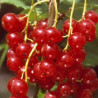 Groselha Junifer ( Ribes Rubrum)