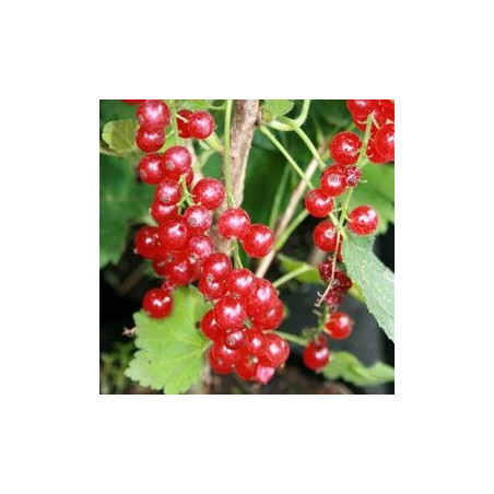 Groselha La Turinoise ( Ribes Rubrum)