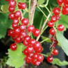 Groselha La Turinoise ( Ribes Rubrum)