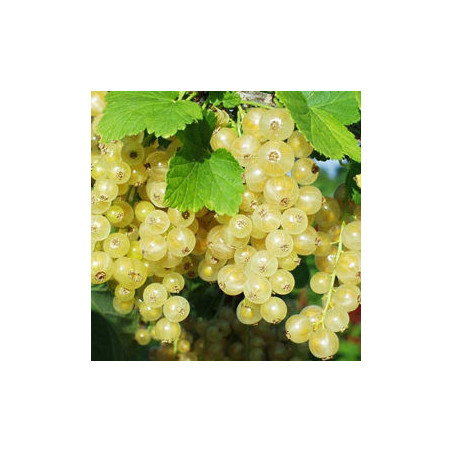 Groselha Blanka ( Ribes Sativa)