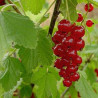Groselha Fertodi ( Ribes Rubrum)