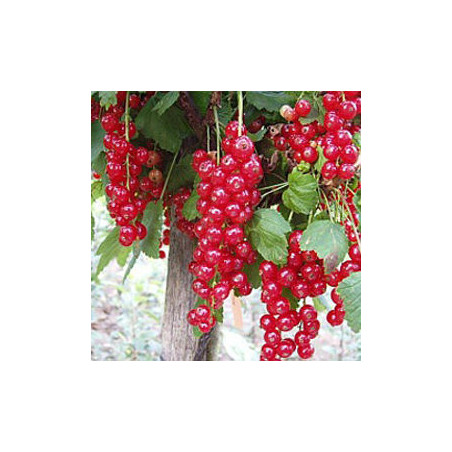 Groselha Tatran ( Ribes Rubrum)