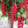 Groselha Tatran ( Ribes Rubrum)